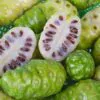 Morinda citrifolia - Noni, Indian Mulberry - Image 2