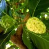 Morinda citrifolia - Noni, Indian Mulberry - Image 3