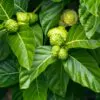 Morinda citrifolia - Noni, Indian Mulberry - Image 4