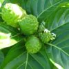 Morinda citrifolia - Noni, Indian Mulberry - Image 5