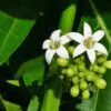 Morinda citrifolia - Noni, Indian Mulberry - Image 6