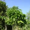 Morinda citrifolia - Noni, Indian Mulberry - Image 7