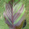Musa sikkimensis 'Manipur' - Manipur Banana, Bengal tiger