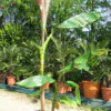 Musa sikkimensis 'Manipur' - Manipur Banana, Bengal tiger - Image 2