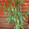 Nuxia floribunda - Forest elder - Image 8