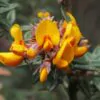 Oxylobium ellipticum - Golden rosemary, golden shaggy pea - Image 3