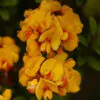 Oxylobium ellipticum - Golden rosemary, golden shaggy pea - Image 4