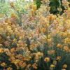 Oxylobium ellipticum - Golden rosemary, golden shaggy pea - Image 5