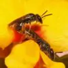 Oxylobium ellipticum - Golden rosemary, golden shaggy pea - Image 6