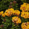 Oxylobium ellipticum - Golden rosemary, golden shaggy pea - Image 7