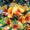 Oxylobium ellipticum - Golden rosemary, golden shaggy pea - Image 8