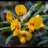 Oxylobium ellipticum - Golden rosemary, golden shaggy pea - Image 10