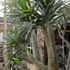 Pachypodium lamerei var. ramosum - Dwarf palm of madagascar - Image 4
