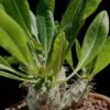 Pachypodium lamerei var. ramosum - Dwarf palm of madagascar - Image 5