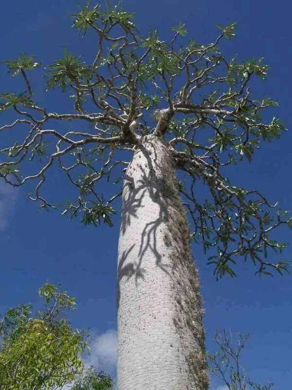 Pachypodium mikea - Pachypodium palm