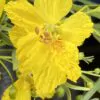 Parkinsonia aculeata / Inga pyriformis / Mimosa pedunculata / Parkia harbesonii / Parkia macropoda - Palo Verde, Mexican Palo Verde, Parkinsonia, Jerusalem Thorn, Jelly Bean Tree, Palo De Rayo, Retama - Image 6