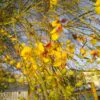 Parkinsonia aculeata / Inga pyriformis / Mimosa pedunculata / Parkia harbesonii / Parkia macropoda - Palo Verde, Mexican Palo Verde, Parkinsonia, Jerusalem Thorn, Jelly Bean Tree, Palo De Rayo, Retama - Image 7