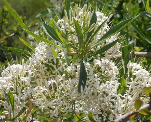 Pavetta lanceolata - Christmas bush, bridal bush, forest brides bush, bridal bush, christmas bush