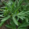 Pavetta lanceolata - Christmas bush, bridal bush, forest brides bush, bridal bush, christmas bush - Image 2