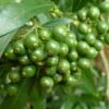 Pavetta lanceolata - Christmas bush, bridal bush, forest brides bush, bridal bush, christmas bush - Image 3
