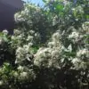 Pavetta lanceolata - Christmas bush, bridal bush, forest brides bush, bridal bush, christmas bush - Image 4