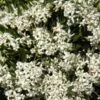 Pavetta lanceolata - Christmas bush, bridal bush, forest brides bush, bridal bush, christmas bush - Image 5