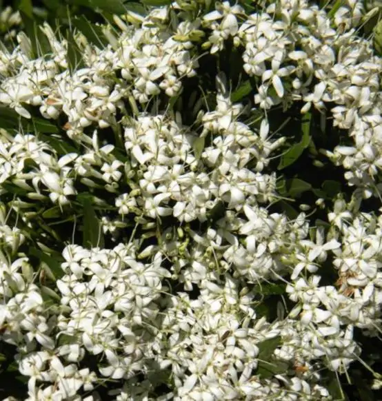 Pavetta lanceolata - Christmas bush, bridal bush, forest brides bush, bridal bush, christmas bush - Image 5