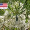 Pavetta lanceolata - Christmas bush, bridal bush, forest brides bush, bridal bush, christmas bush - Image 8