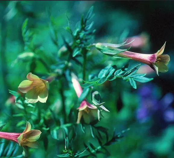 Polemonium pauciflorum - Greek Valerian, Jacob's Trumpets Ladder, Pine Trumpets, Sulfur Trumpets - Image 5