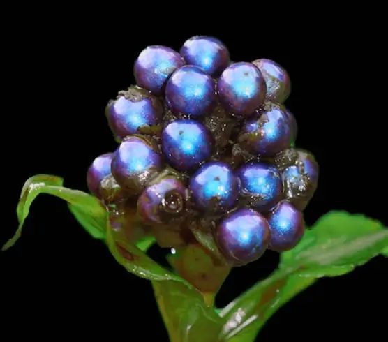 Pollia condensata - Marble Berry, Metallic Blue Pearl Plant, Marble Berries - Image 6