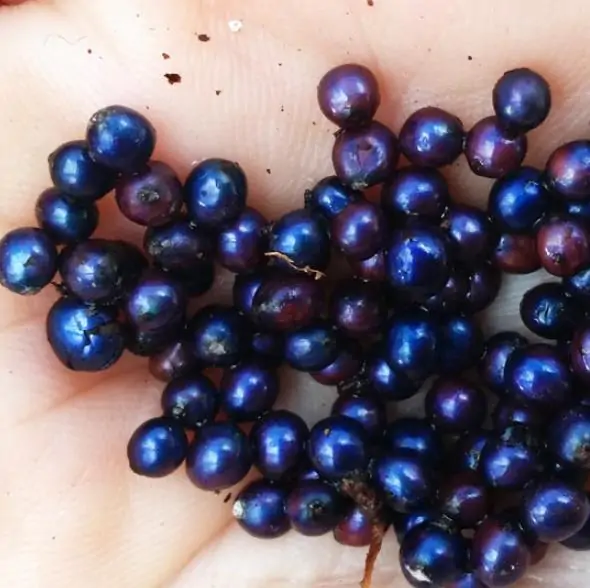 Pollia condensata - Marble Berry, Metallic Blue Pearl Plant, Marble Berries - Image 7