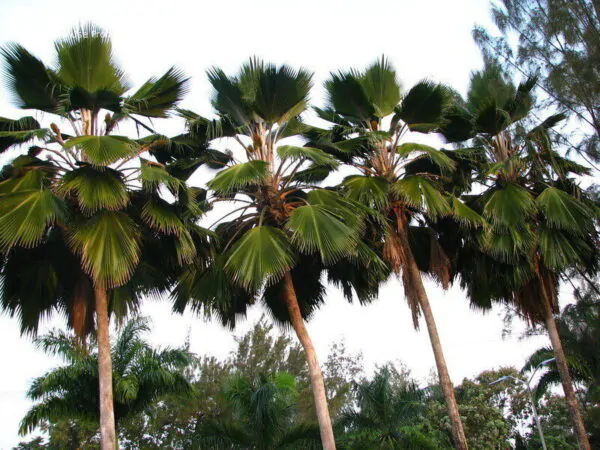 Pritchardia pacifica - Fiji Fan Palm - Image 2