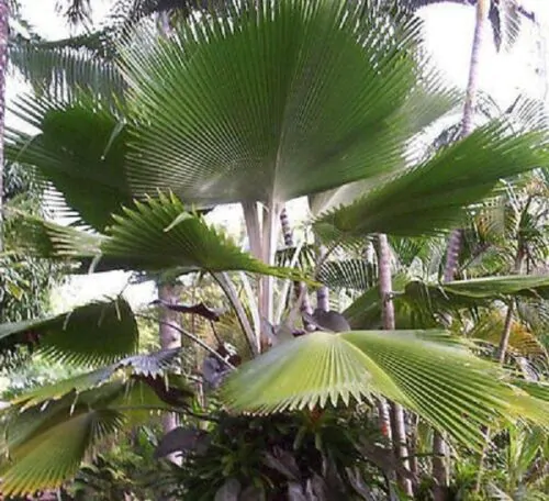 Pritchardia pacifica - Fiji Fan Palm - Image 4