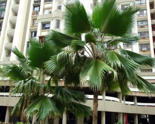 Pritchardia pacifica - Fiji Fan Palm - Image 5
