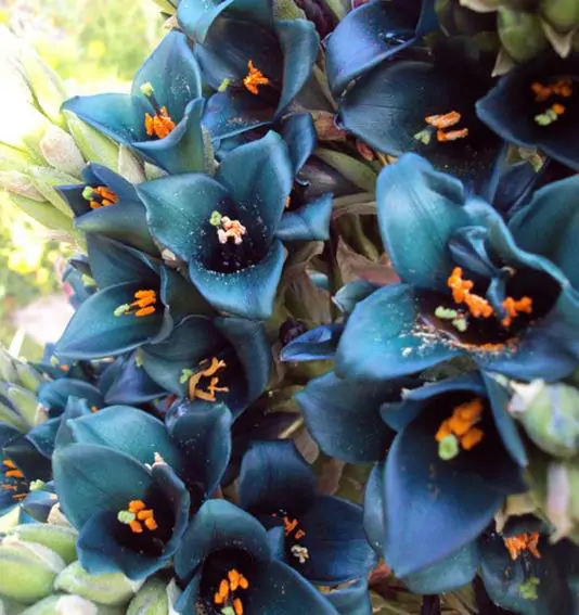 Puya alpestris - Bromeliad alpestris, bromeliad sapphire tower, bromeliad peacock flower - Image 5