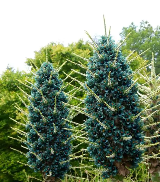 Puya alpestris - Bromeliad alpestris, bromeliad sapphire tower, bromeliad peacock flower - Image 6