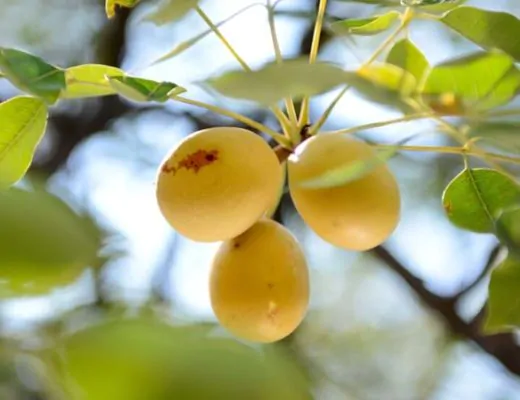 Sclerocarya birrea subsp. caffra - Marula, Amarula, Morula, Mufula, Ukanyi - Image 2
