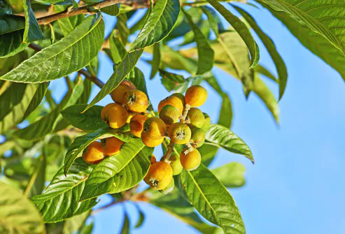 Sclerocarya birrea subsp. caffra - Marula, Amarula, Morula, Mufula, Ukanyi - Image 3