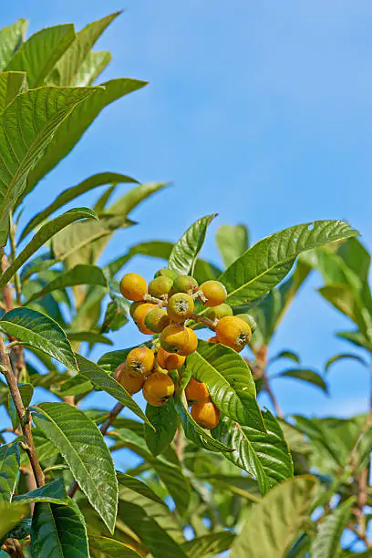 Sclerocarya birrea subsp. caffra - Marula, Amarula, Morula, Mufula, Ukanyi - Image 4