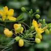 Senna alexandrina - Senna - Image 2