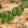 Senna alexandrina - Senna - Image 3