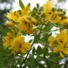 Senna alexandrina - Senna - Image 4