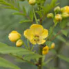 Senna alexandrina - Senna - Image 5