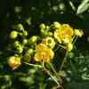 Senna alexandrina - Senna - Image 6