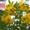Senna alexandrina - Senna - Image 7