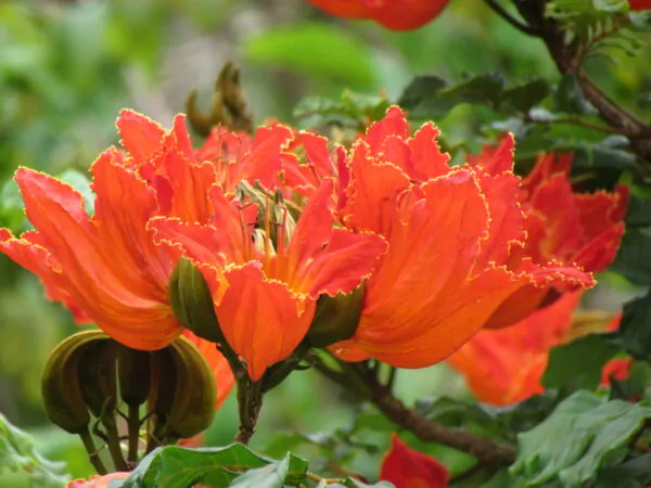 Spathodea campanulata / Spathodea nilotica - African Tulip Tree, Afrikanischer Tulpenbaum, Flame Tree, Flame-of-the-Forest, Kokoninsu, Nandi Flame, Tulipan, Tulipan Africano, Tulipier du Gabon - Image 2