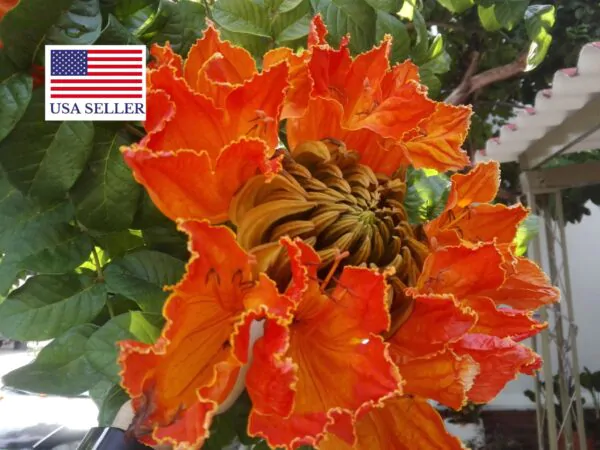 Spathodea campanulata / Spathodea nilotica - African Tulip Tree, Afrikanischer Tulpenbaum, Flame Tree, Flame-of-the-Forest, Kokoninsu, Nandi Flame, Tulipan, Tulipan Africano, Tulipier du Gabon - Image 10