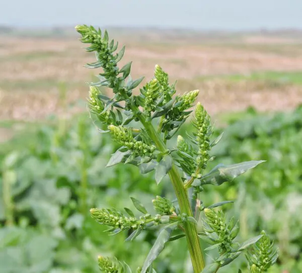 Spinacia oleracea - Spinach