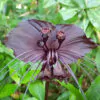 Tacca chantrieri / Schizocapsa breviscapa - Black Bat Flower, Black Orchid, Bat Flower - Image 2