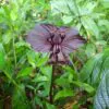Tacca chantrieri / Schizocapsa breviscapa - Black Bat Flower, Black Orchid, Bat Flower - Image 3
